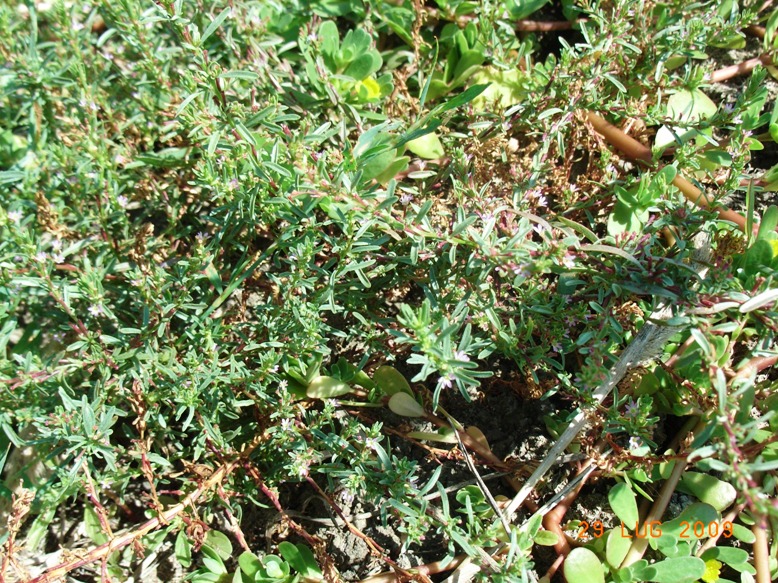 Lythrum hyssopifolia / Salcerella con foglie d'' Issopo